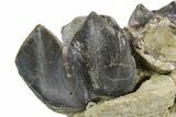 Fossil Titanothere (Megacerops) Partial Maxilla - South Dakota #300017-4